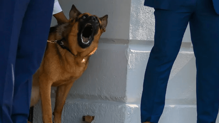 Байден собака, собака Байдена, овчарка Байдена, командор байден