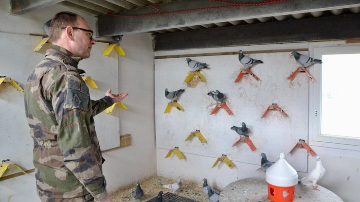 поштовий голуб, армія, голубина пошта