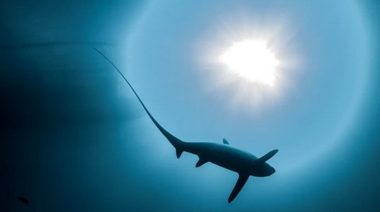 акула-лисица