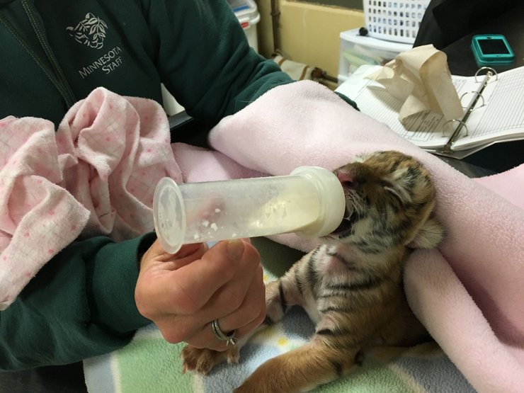 тигр путин умер, путин умер, тигр, зоопарк миннесоты, путин сдох, тигренок