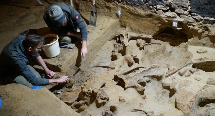 Останки мамонта, Австрия, находки, раскопки, винный погреб, археология, раскопки, гиганты Ледникового периода, фото, винодел