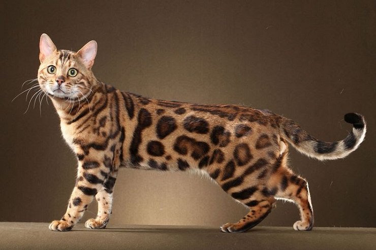 бангал, бенгальська кішка