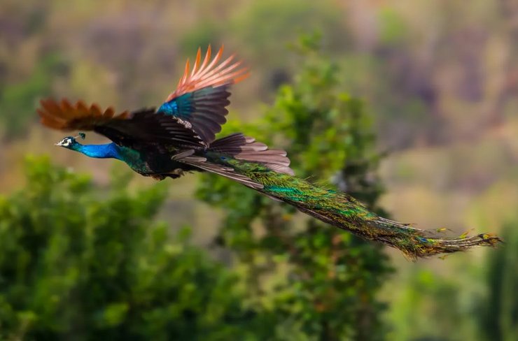 павлин полет