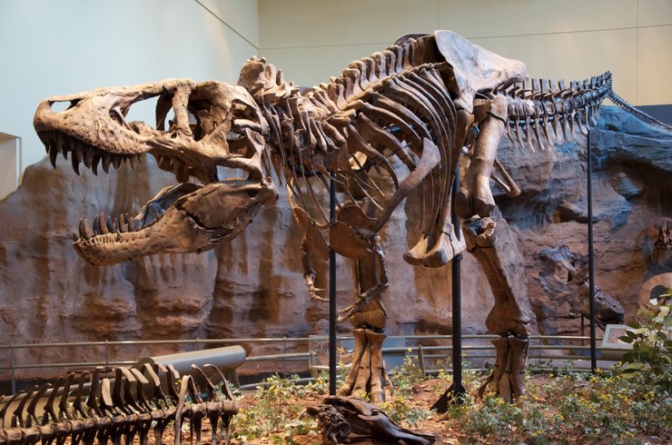 Tyrannosaurus rex, тираннозавр, скелет