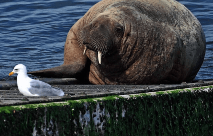 моржиха фрейя, морж фрейя, моржиха фрейя норвегия
