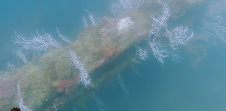 атлатида, раины