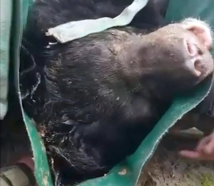 Ведмідь Ямпіль, гімалайський ведмідь, український ведмідь, ведмідь помер