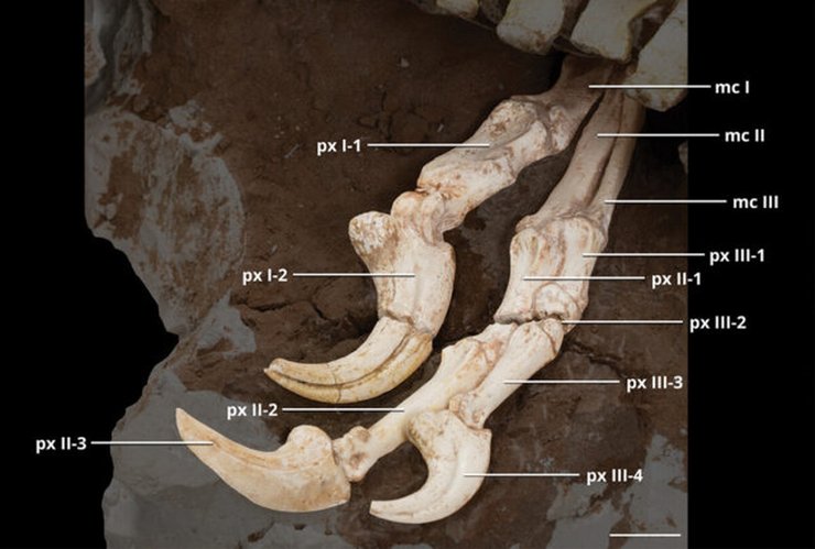 новий вид родича велоцираптора