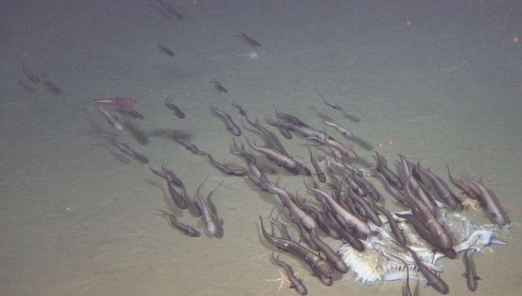 Глубоководные рыбы, желоб Кермадек