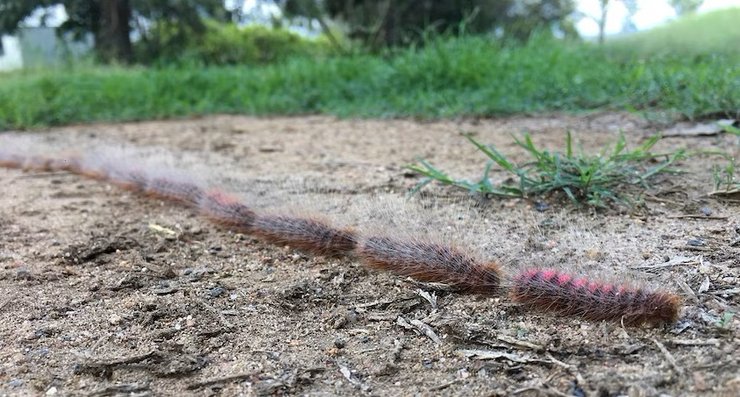 Волосатые процессийные гусеницы, гусеницы