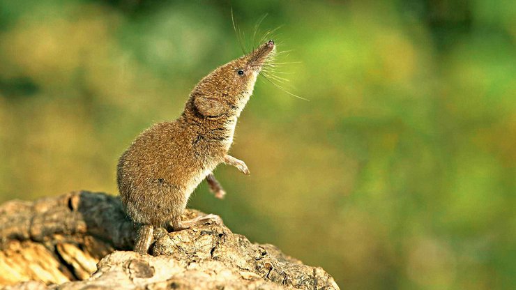 многозубка, карликовая многозубка, самое маленькое животное, самое маленькое млекопитающее