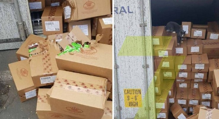 контейнер, кот, кошка, Одесса, Израиль