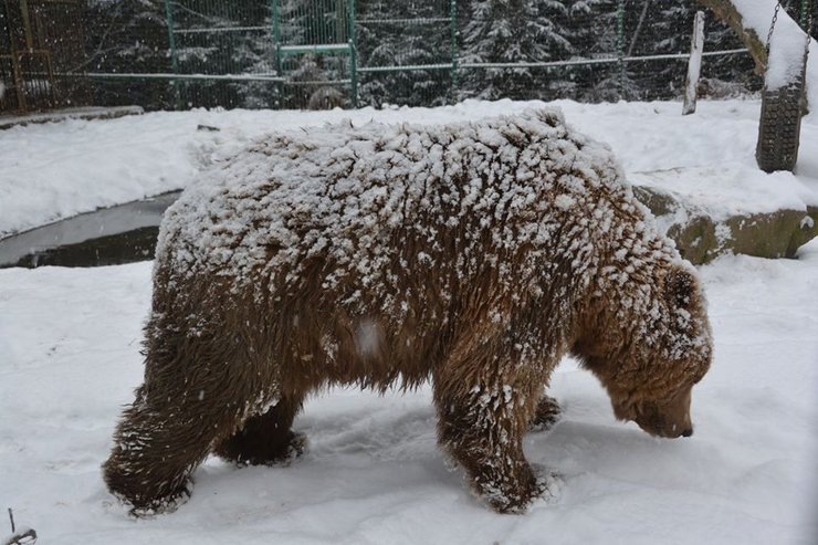 бурые медведи, Синевир, фото