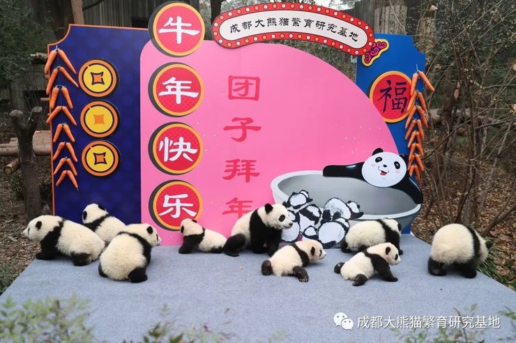 китайский новый год, панды, медвежата, чэнду, питомник, маленькие панды