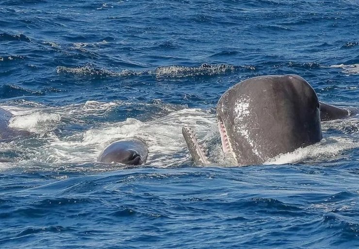 кашалот, косатка