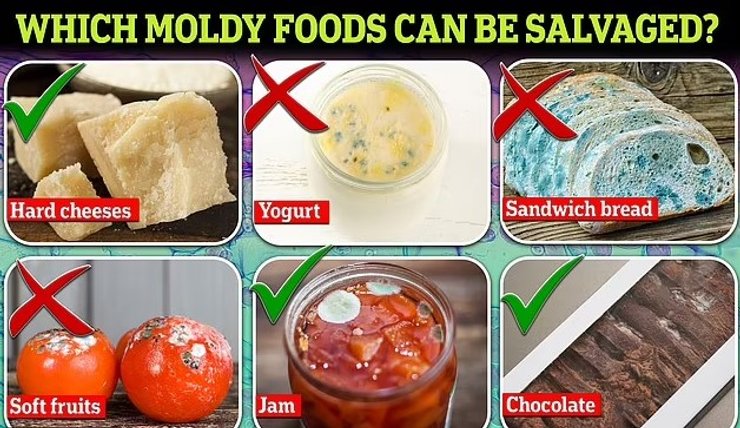 плесень виді продукция