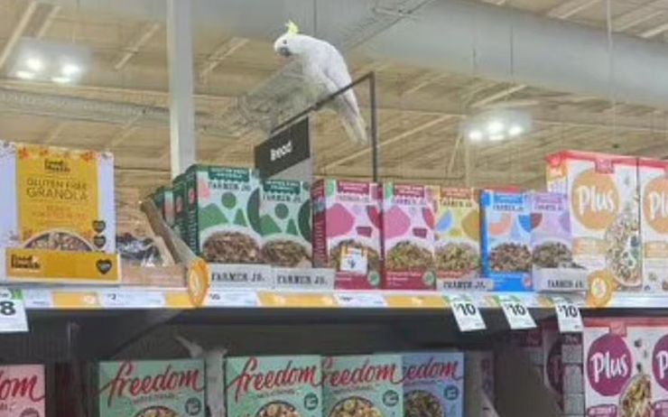Попугай Микки четыре недели жил в австралийском супермаркете, почему птицу не могли выгнать из магазина столько времени