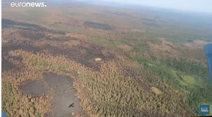 тайга, последствия пожара, фото