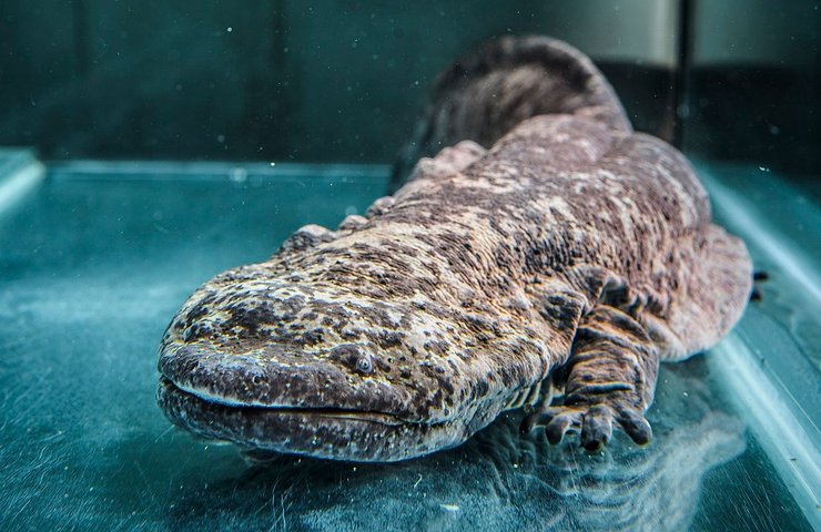 Китайская исполинская саламандра