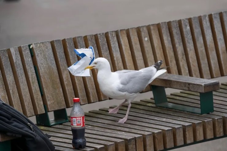 Чайка Грег, чайка, борнмут, чайки воруют еду