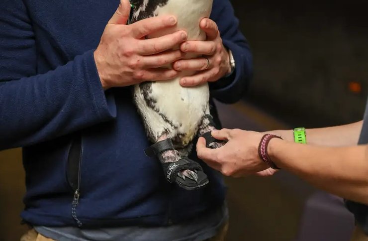 пінгвін, пінгвін сандалі