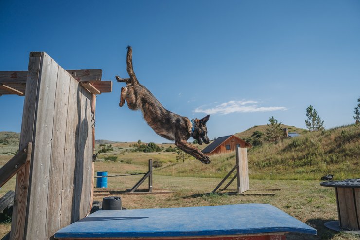 собака порода свалинн, собака, собаки, свалинн, что такое свалинн, Svalinn