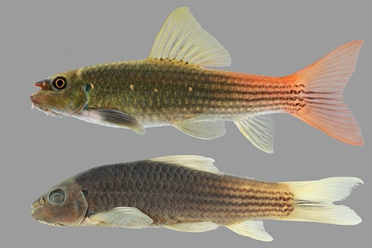 акваріумна рибка