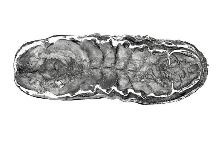 личинка червь окаменелость