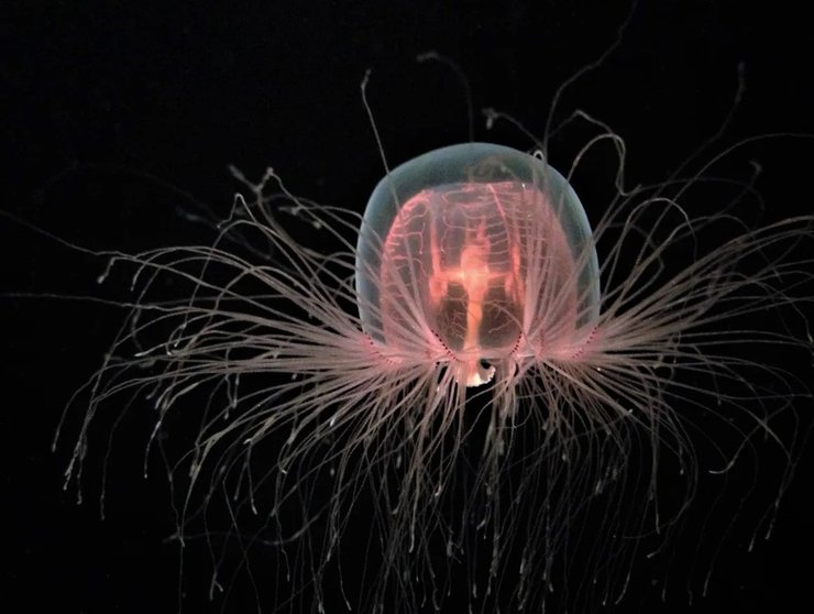 Бессмертная медуза