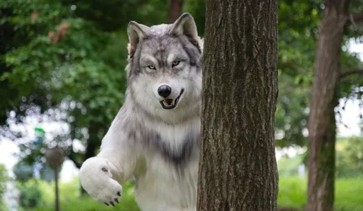 Вовк, білий вовк, хижак, небезпечна тварина, школяр думає, що він вовк, костюм вовка, як стати вовком, учневі дозволили стати вовком
