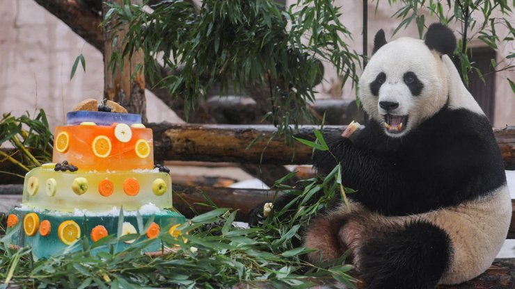 панда, зоопарк, московский зоопарк, рф, россия, китай, сша