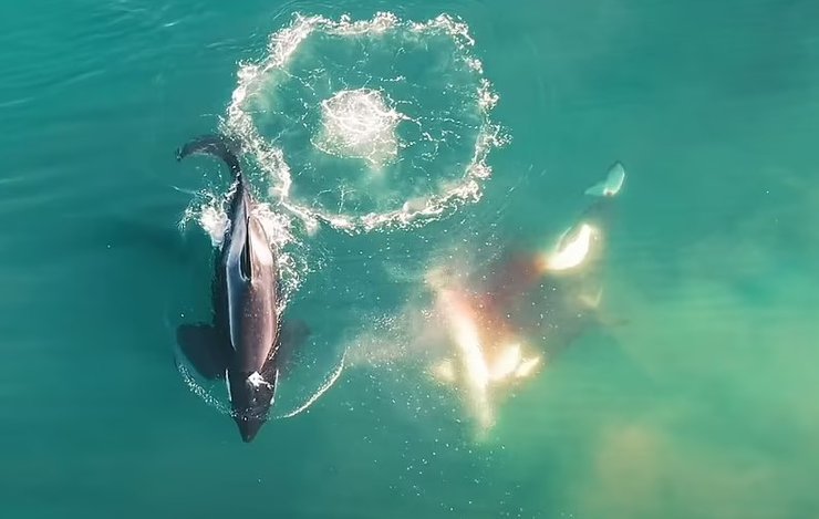 косатки, белая акула, нападение, убийство