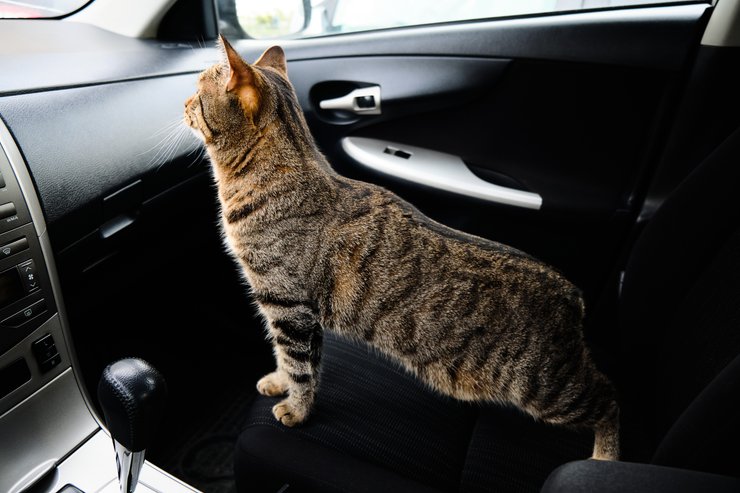кіт, поїздка машиною, домашні тварини