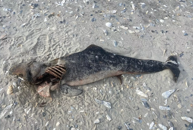 Тело мертвого дельфина, таинственное существо, мумификация, чудовище, монстр в США, фото