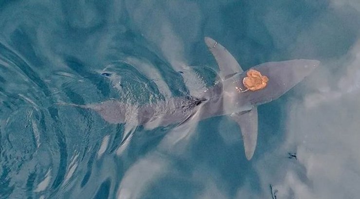 акула восьминіг