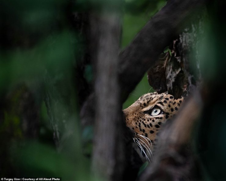 кращі фото дикої природи 2023, фотограф природи як називається, фотограф дикої природи вакансії, премія комедійної фотографії дикої природи, комедійні фотографії дикої природи, фотограф-натураліст, кращі фото дикої природи 2023, кращі фото природи, Красива природа картинки, Цікаві фотографії природи, Жива природа картинки, Скачать безкоштовно картинки природа та тварини, Скачати картинки природи на телефон, Скачати картинки природи на телефон, Скачать картинки Природа, Картинки природи на заставку, Картинки природи України