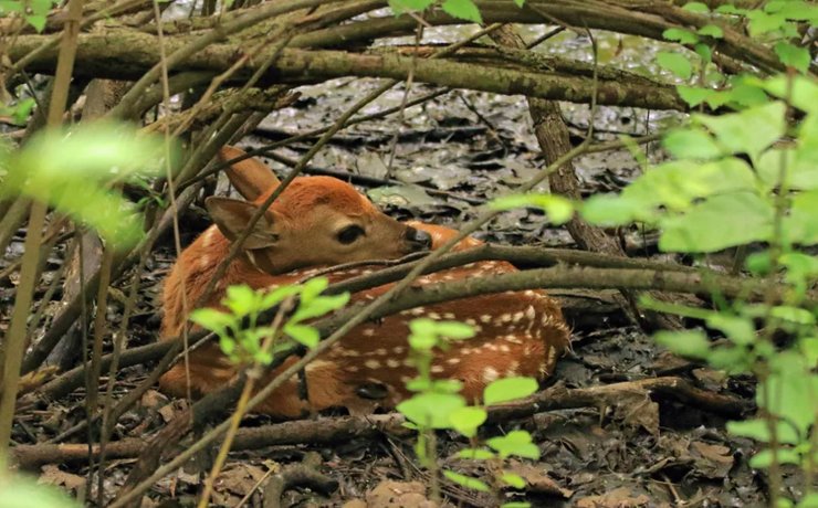 олененок лес
