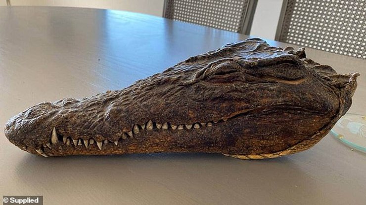 голова крокодила, принц филипп