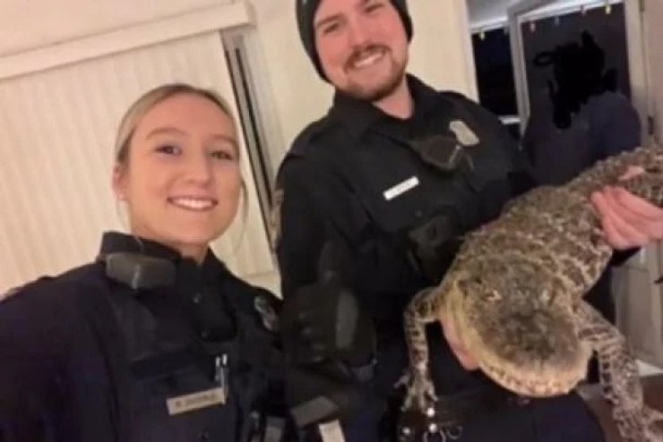 Полицейские с аллигатором