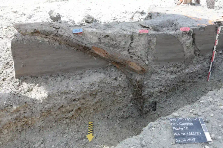 Вчені дослідили деревину