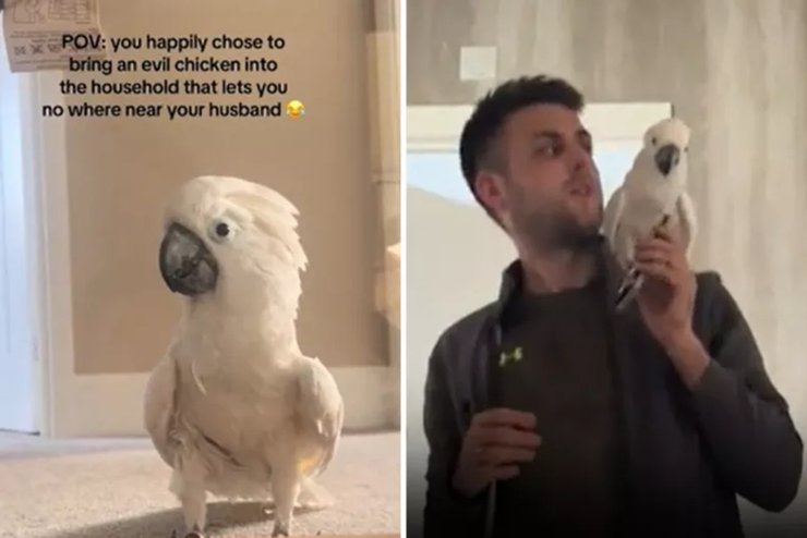 Ревнивий злий папуга на прізвисько Чарлі не пускає свою господиню до чоловіка, якого охороняє