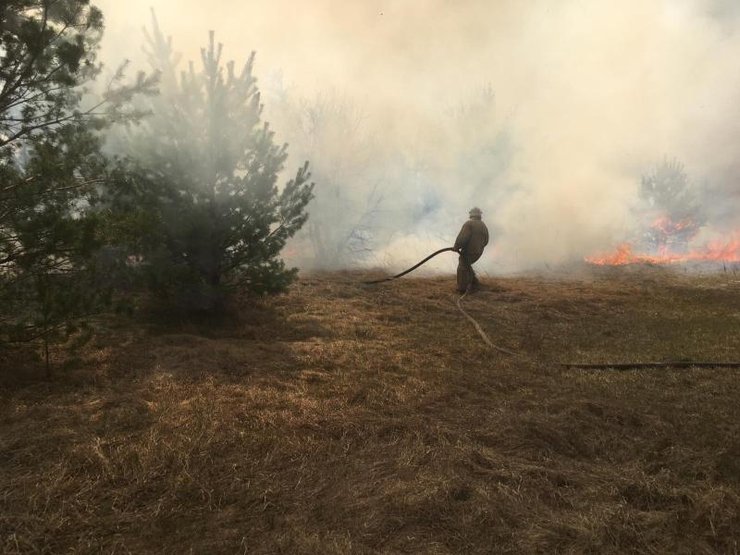 пожар, житомирская область, лес, деревья, пожарные