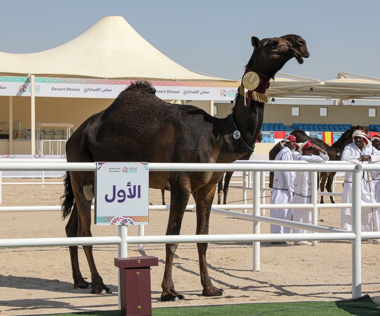 катар, верблюды, самые красивые верблюды, конкурс красоты