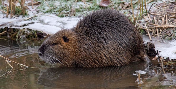 Нутрия, инвазивный вид, Европа, Южная Америка