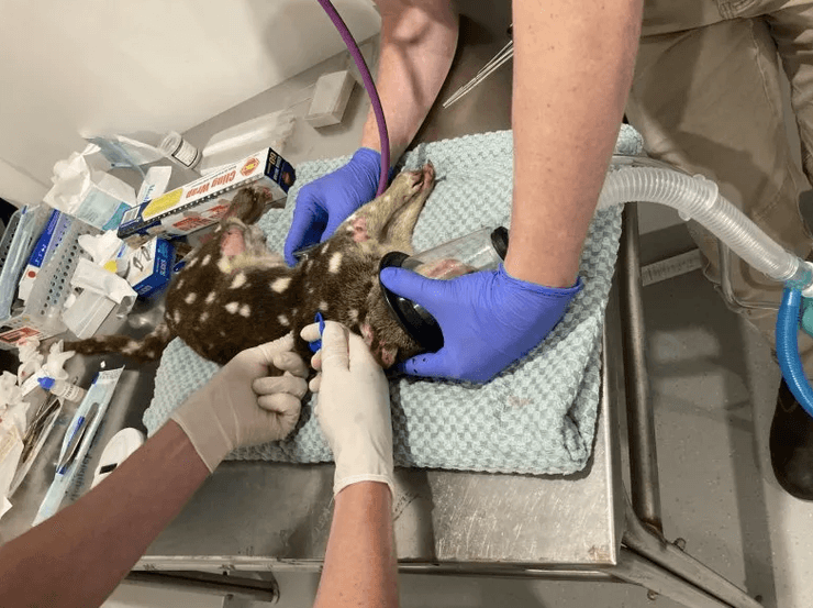 Квол тигровий