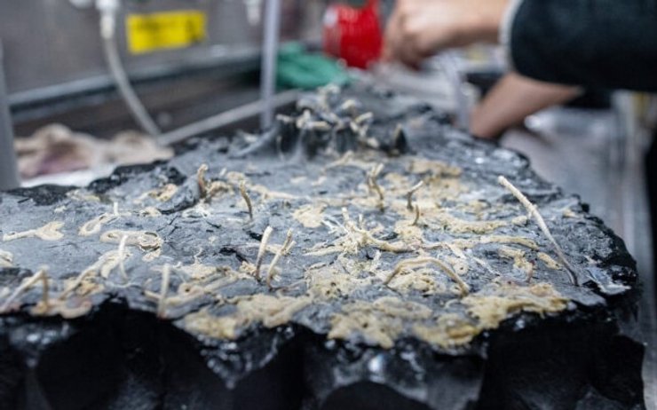 гидротермальный источник порода