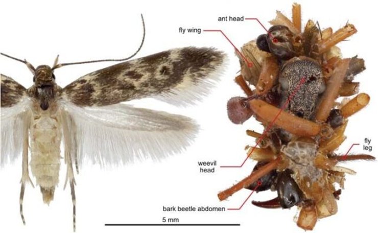 гусеница собирательница