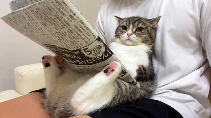 кіт-блогер Мотімару породи скотиш-фолд