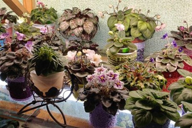 Цветочница из Житомира в двухкомнатном доме собрала более 400 сортов фиалок