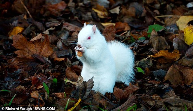 белка-альбинос